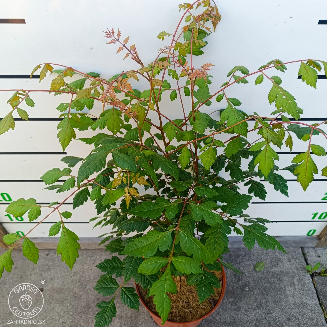 Obrázok Jaseňovec metlinatý (Koelreuteria paniculata) – výška 50-70 cm, kont. C5L